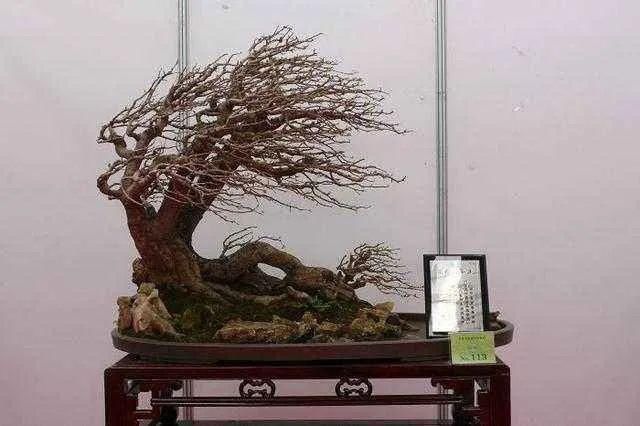 盆景制作技法夏天来到,盆景脱衣换锦,有6种好处