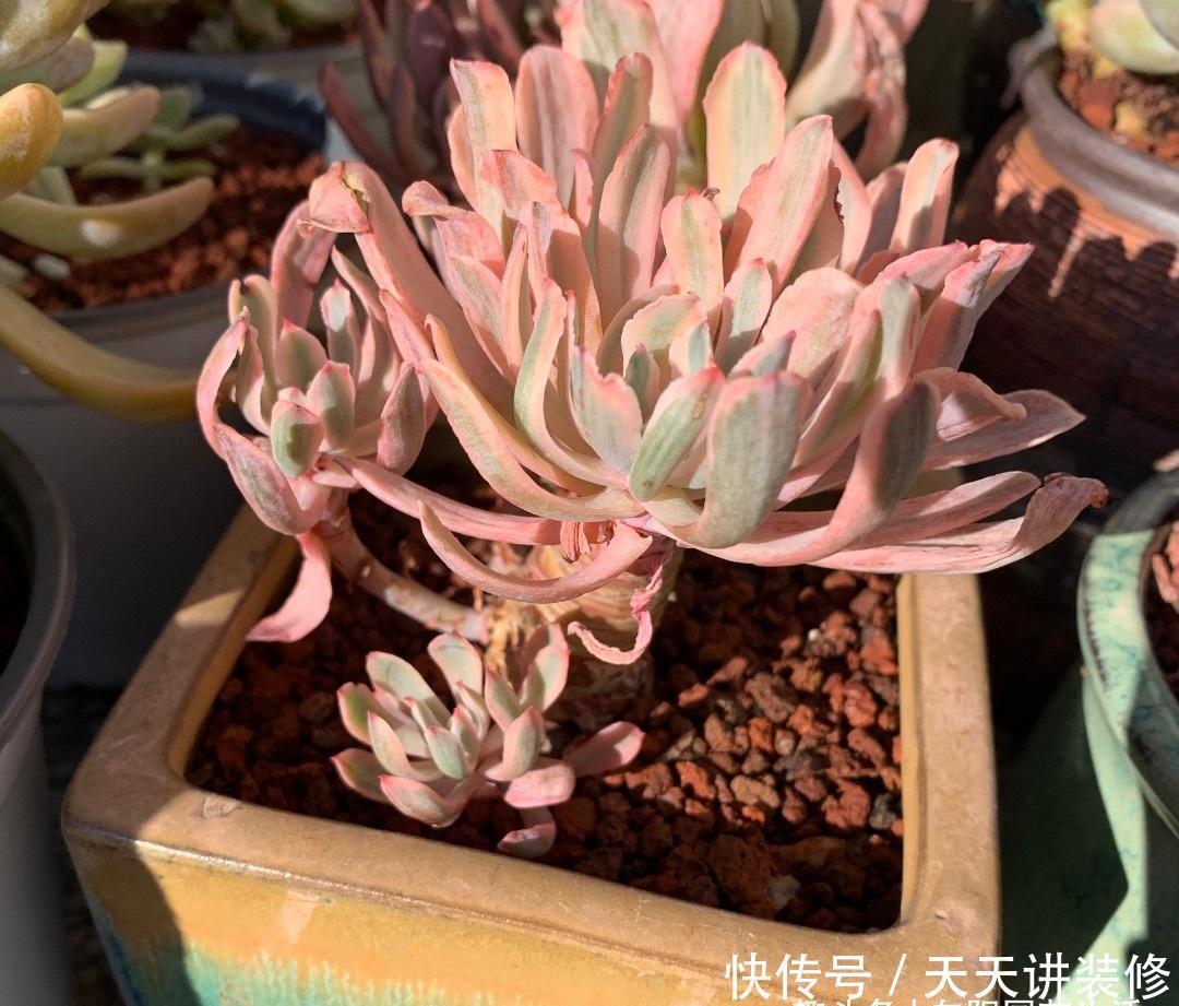 多肉怎么养才不死?加大颗粒比重,控制浇水量,指定养不死