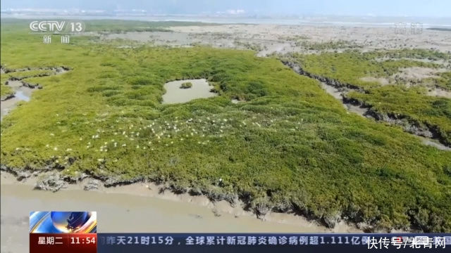 出双入对！中华白海豚来漳江口“春游”了