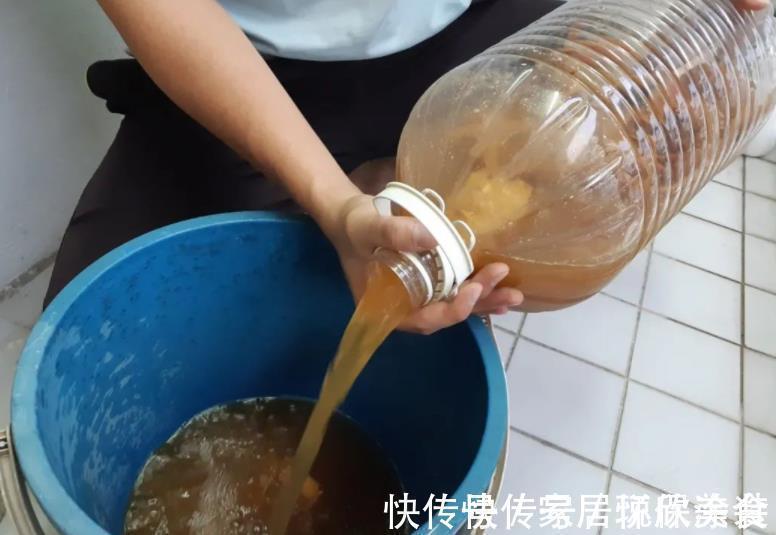 自来水|茉莉花,天生就是“醋坛子”!夏季1个月浇3次,叶不黄开花旺