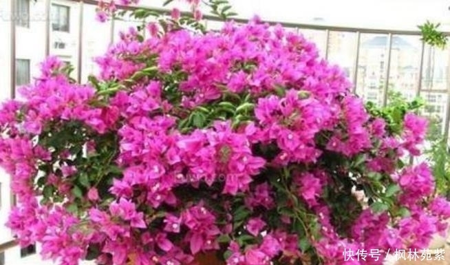 超漂亮的4种花,不怕晒,不怕热,繁花似锦,花美心情好!