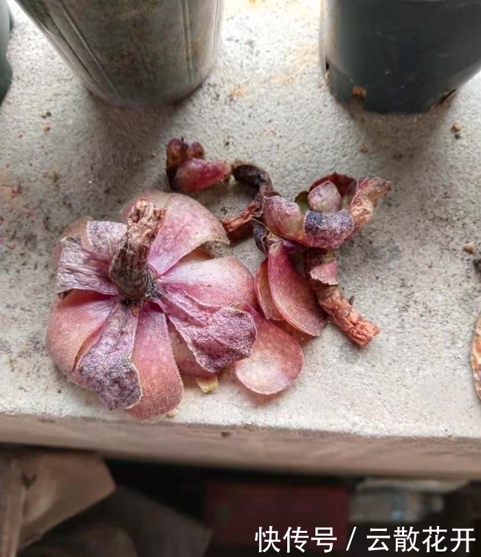 免费的多肉,总是活得特别好