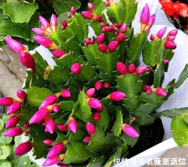 蟹爪兰花后总是叶子干瘪打蔫3个“笨办法”，下一波爆炸式开花