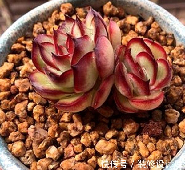 麦饭石|新手养多肉,盆里掺点万能土,不烂根长势好,肉肉胖乎乎