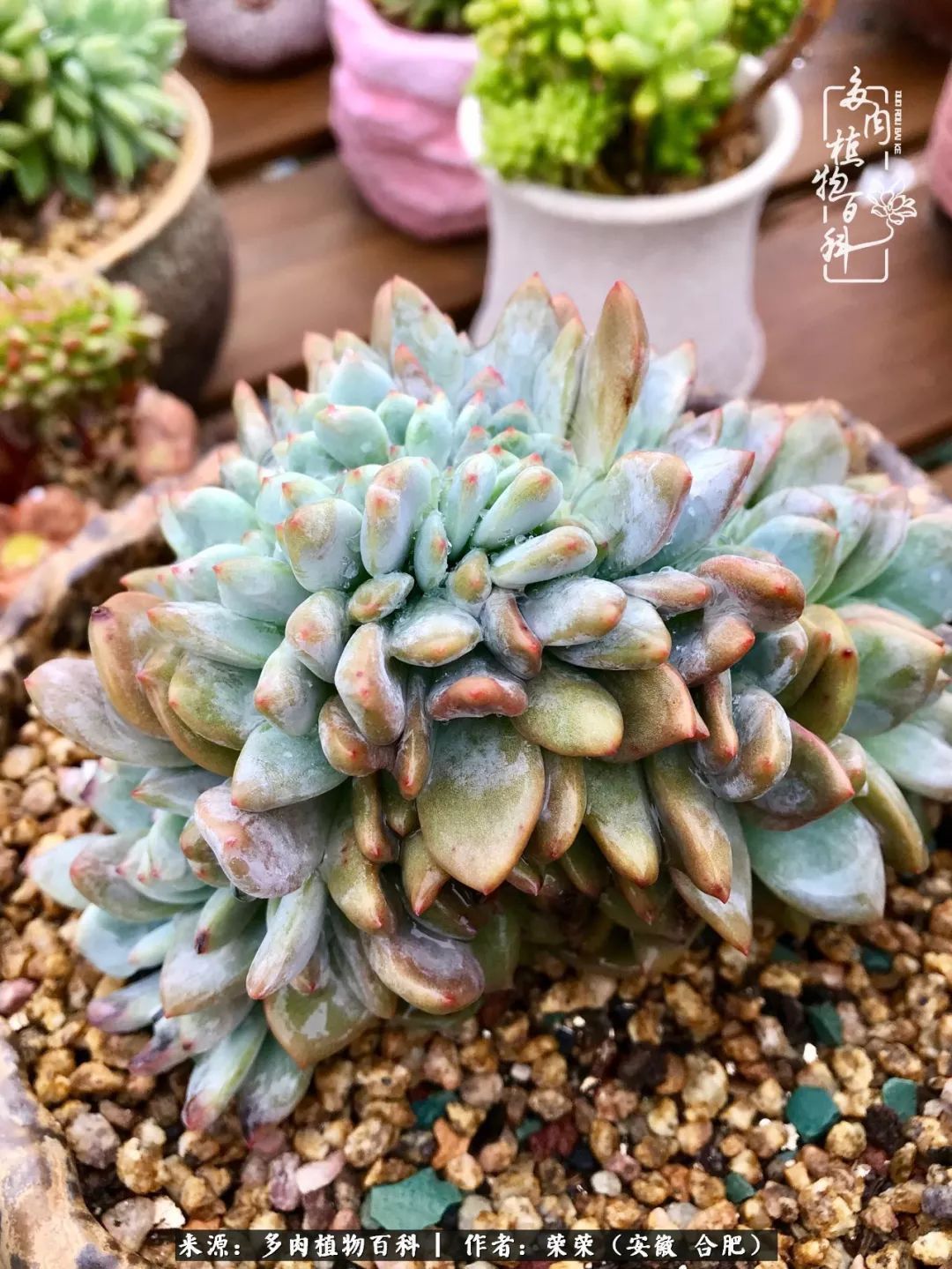 初秋时节，度夏后的多肉陆续回归！偷偷上了一层淡妆！