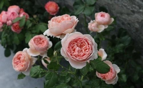 新手必入|对于月季花,我只服此4种,各有各的优,各有各的美