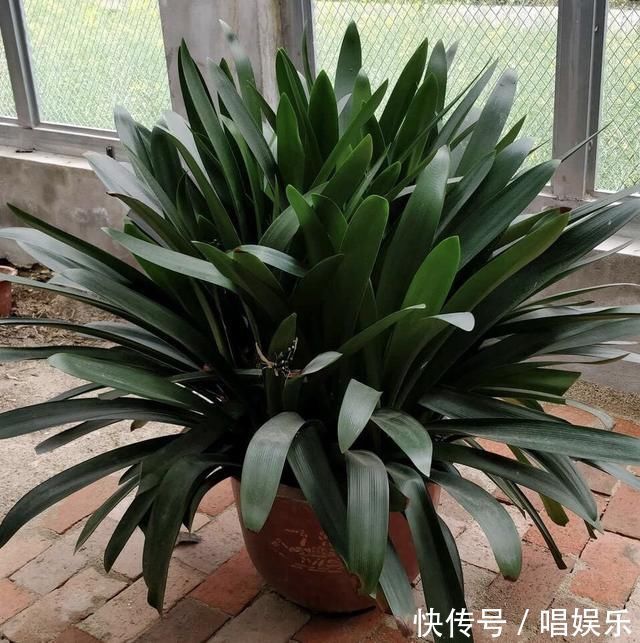 1盆君子兰，春天一处理“变10盆”，家里阳台摆满了