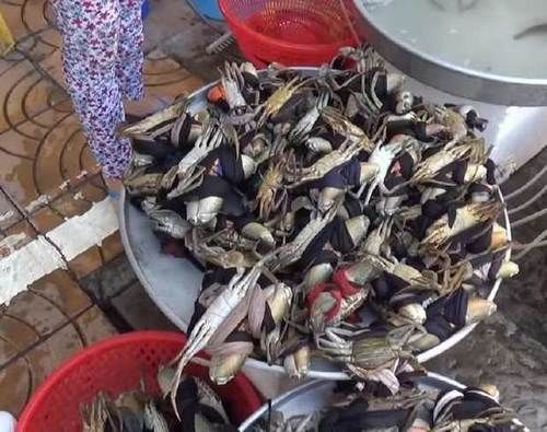  这个小摊子旁停满了车，我好奇走近看看，忍不住买了10斤！