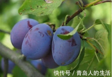 养肝|“肝”不好,不要慌!常吃1种“水果”,能养肝,促进排肝毒