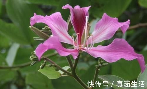 喜欢养花,不如养盆珀菊,开花量多,还好养,一盆变十几盆