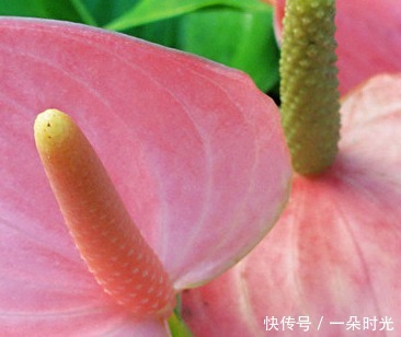 此花象征着远大的理想,热情似火的外表,吸引着他人的注意力