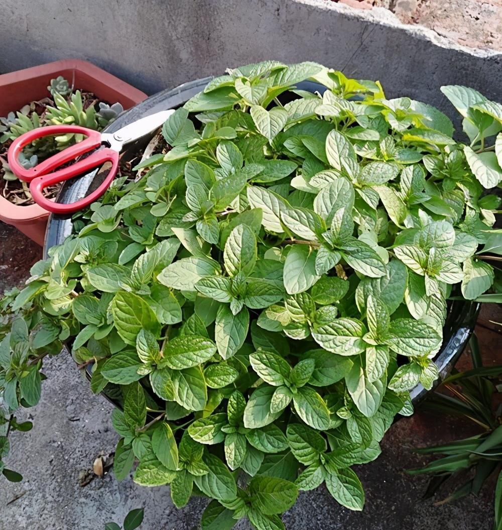 把薄荷养到枝叶繁茂爆盆，从“3点”做起，三个月后大变样