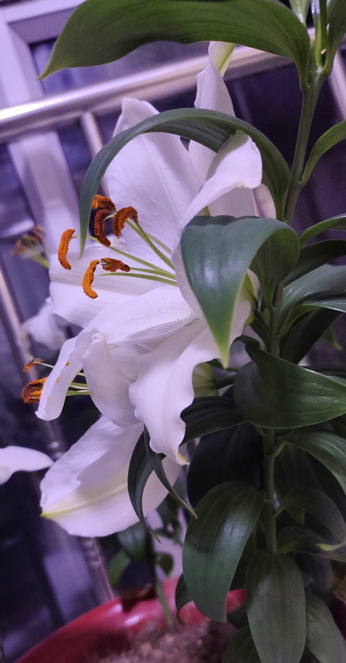 卧室养花有四禁忌,虽然看着漂亮,但是对身体不好