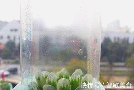 用途|一个小小矿泉水瓶，不但能种花，还可以做扦插，用途原来这么多