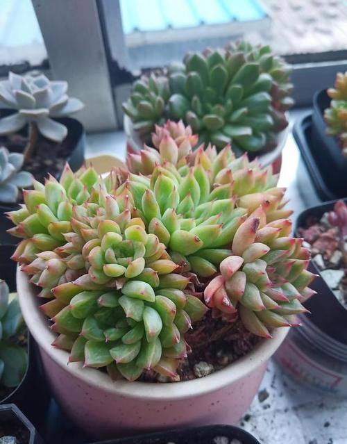 夏季怎么预防多肉黑腐呀？