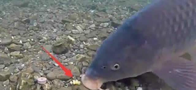 野钓时四种错误的打窝方式,钓不到鱼还浪费饵料