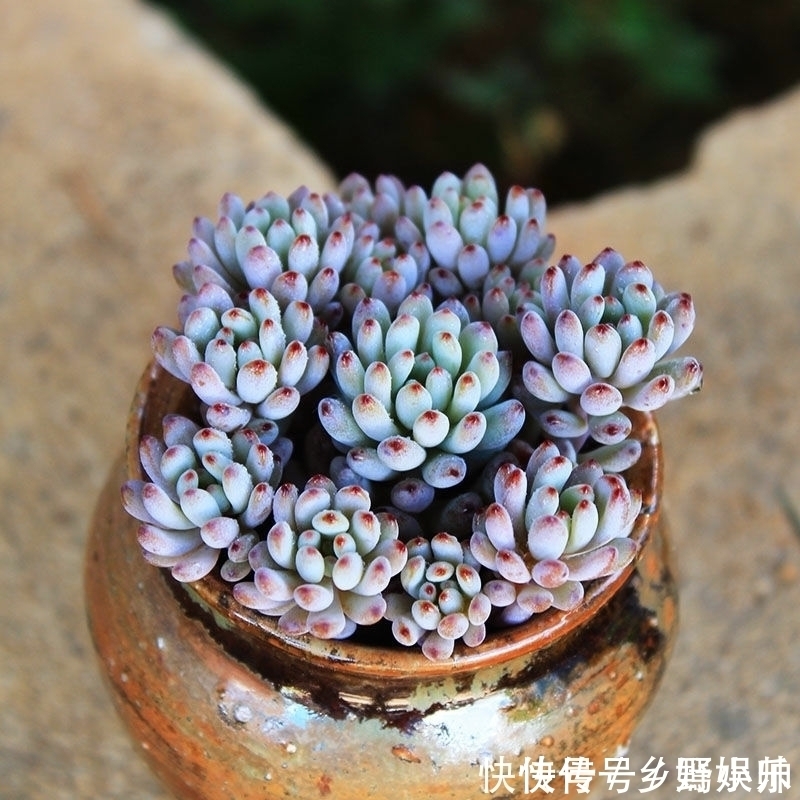 这些蓝色系多肉,简直像天使身边的小精灵,太美了