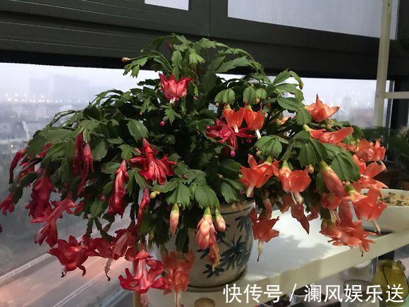 开花|想让蟹爪兰在“春节”开花，提前“喂点它”，花芽乱窜，花朵多！