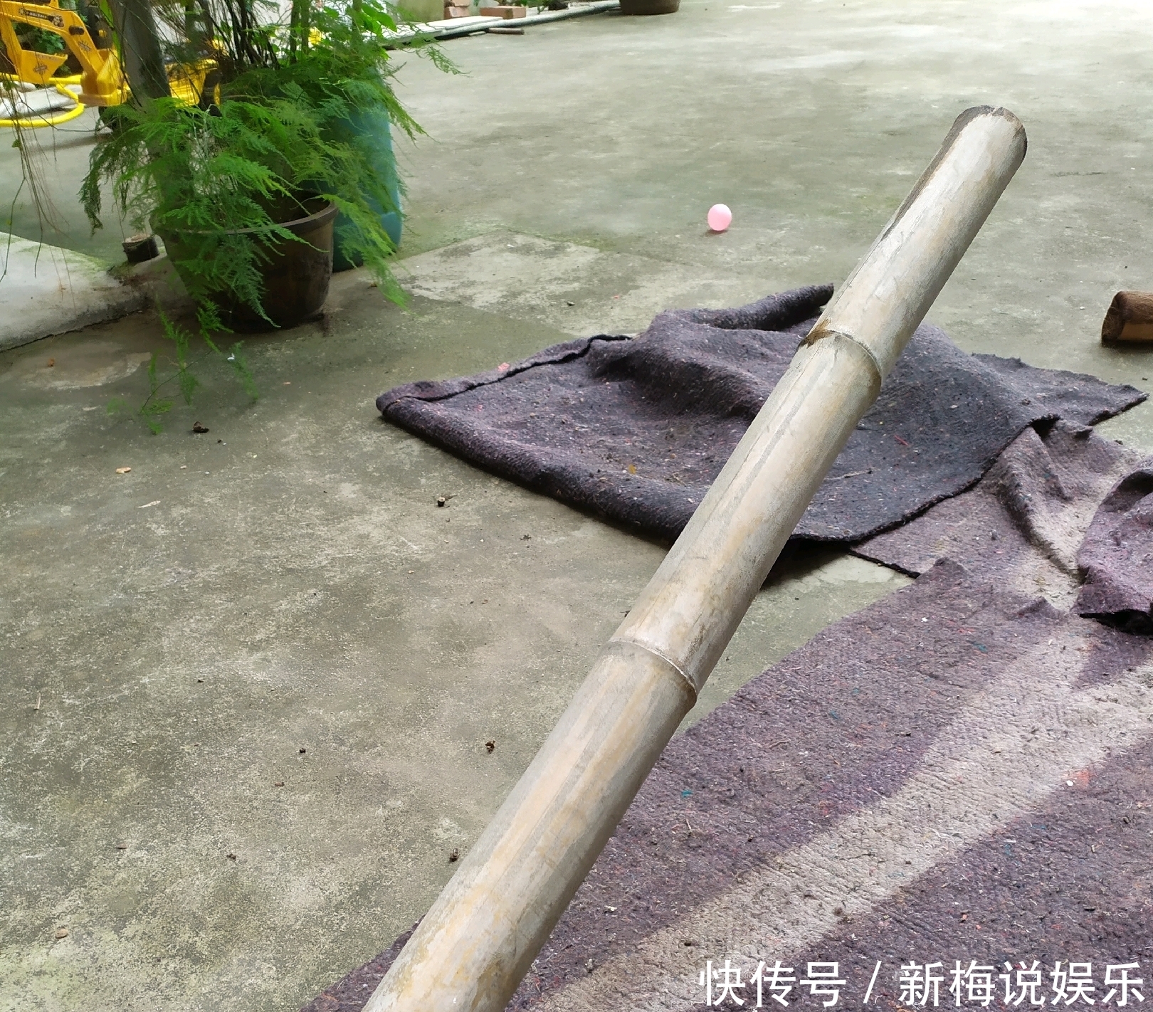 绿萝树|制作绿萝柱的简易教程,把绿萝养成绿萝树,绿萝也能玩出高大上