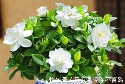 阳台上|4种花很好养,栽土里就活,懒人新手都能养,花开精致小巧