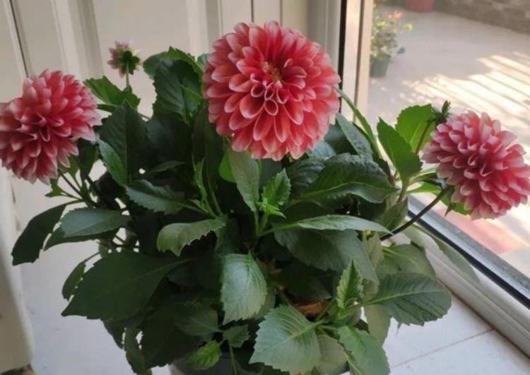 天竺牡丹|此款花卉便宜又好养,丢到阳台,开完一茬又一茬,轻松爆成大花球