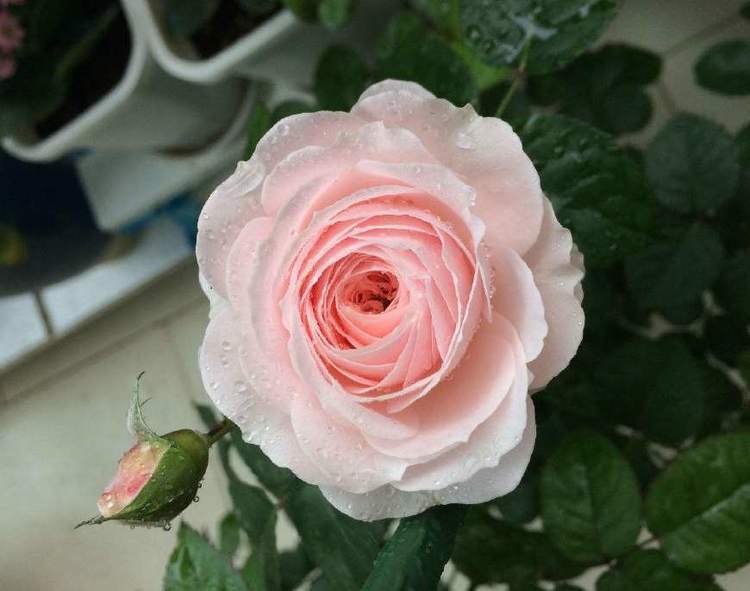 最值得入手的爬墙植物，四季开花不断，漂亮又好养，赏花又闻香