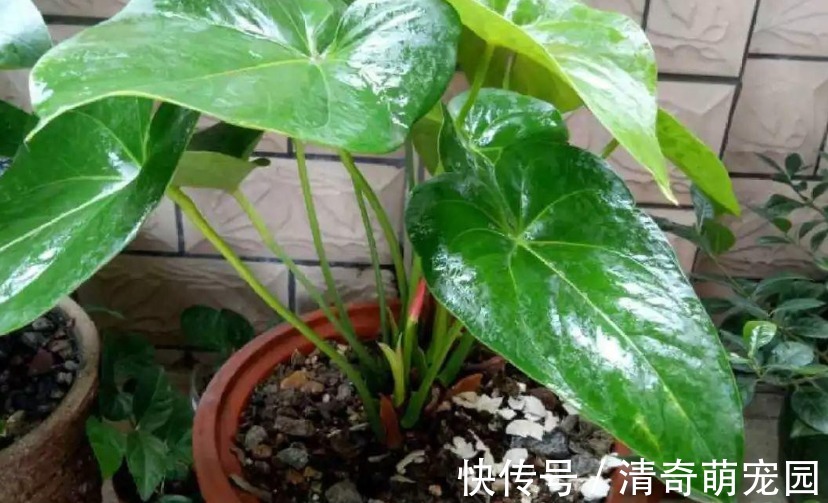 让红掌开花该注意哪些地方?4方面调控及时,盆栽寓意好、颜值高