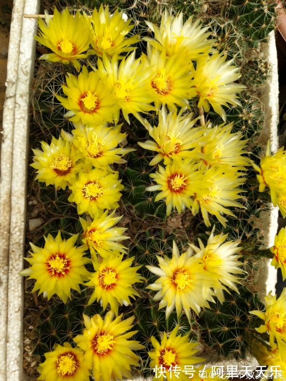 开花的仙人球，刷一下、结籽千千万，撒土里冒一盆苗！