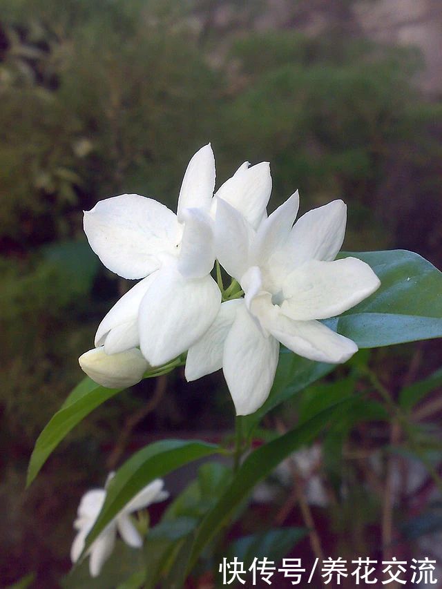  我的茉莉花从春节开到秋季，有几个条件要满足，否则花朵越来越少