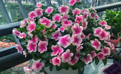 1米宽的防盗窗,照样能养5种花,开花一茬接一茬,谁见了都夸美