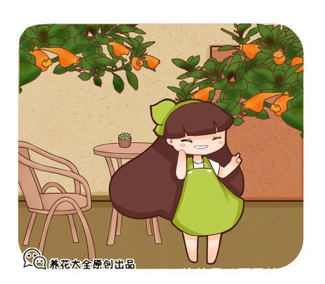 家里的绿萝换了吧,吊兰这俩品种,足够看上好几年