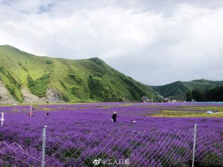 薰衣草|川藏线上的500亩薰衣草灿烂绽放，是时候去打卡了！