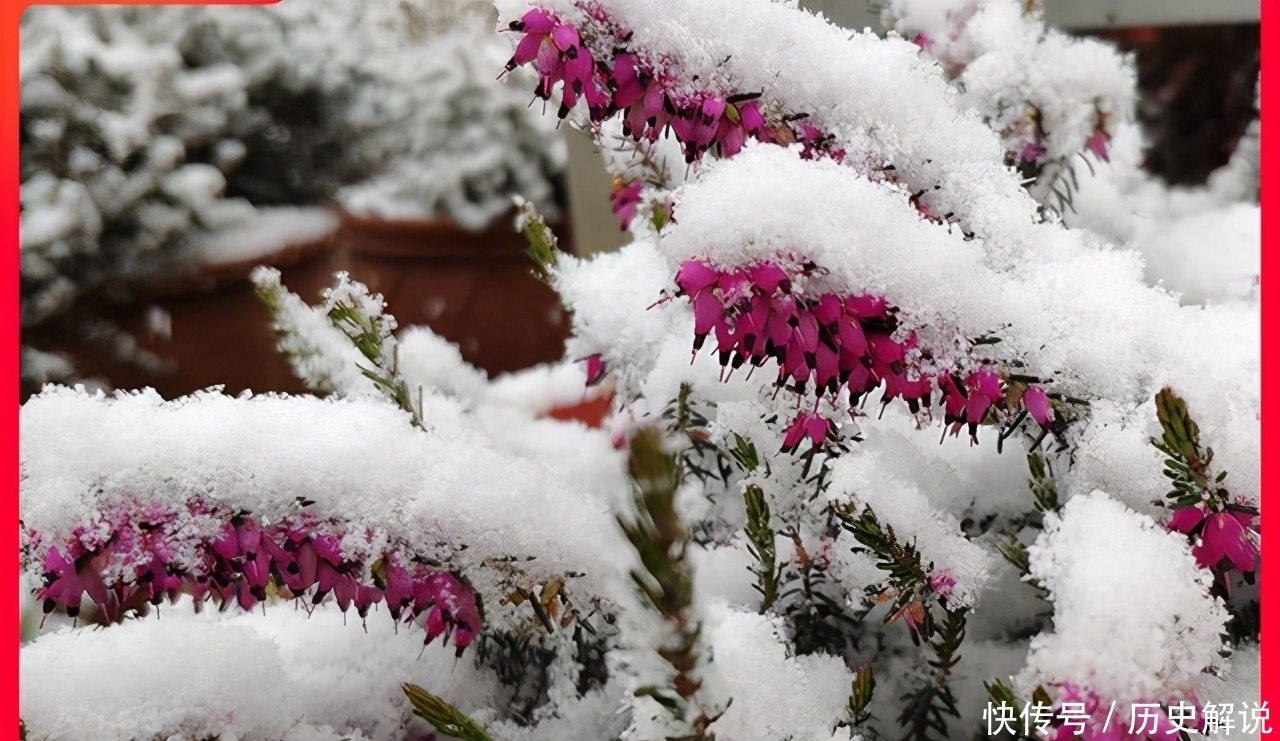  大雪|狂风暴雪下，这些“冻不死”的花，大雪压花枝，独一无二好风景