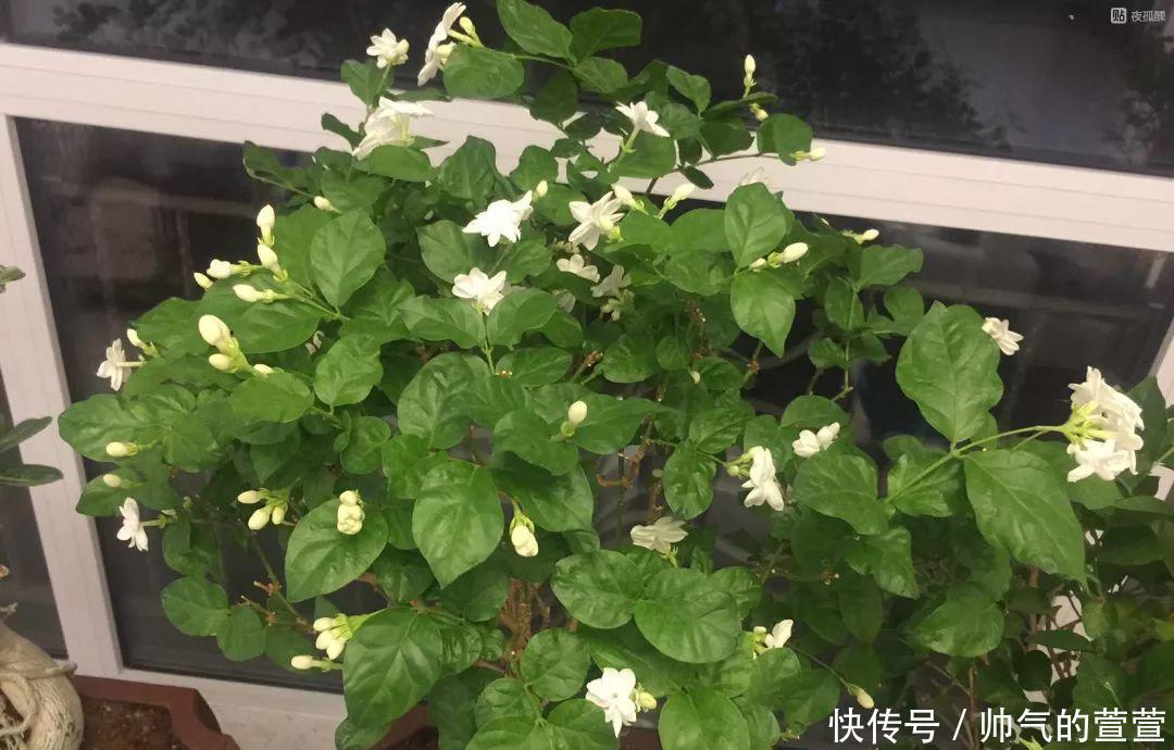 多肉扦插不用土,胶囊板一套,3天就能冒白根!