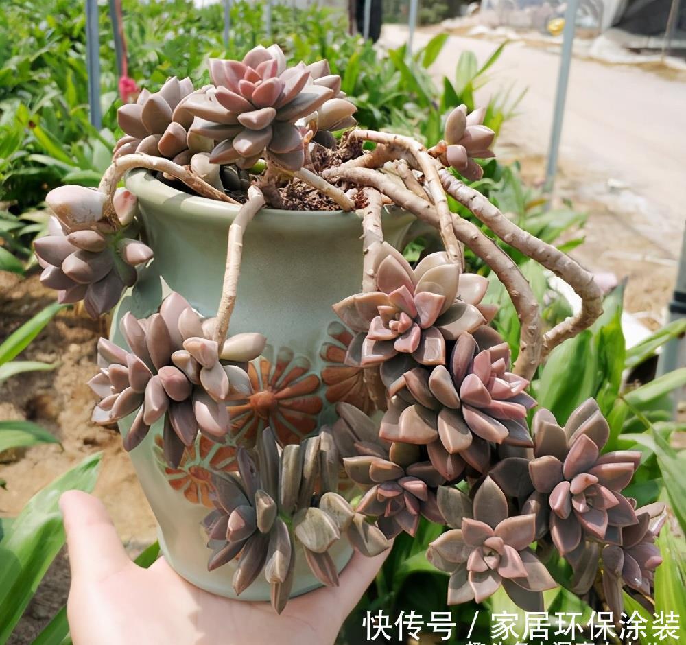 姬胧月状态差，“三动作”虐一虐，憋出满枝苞，养成精品小老桩