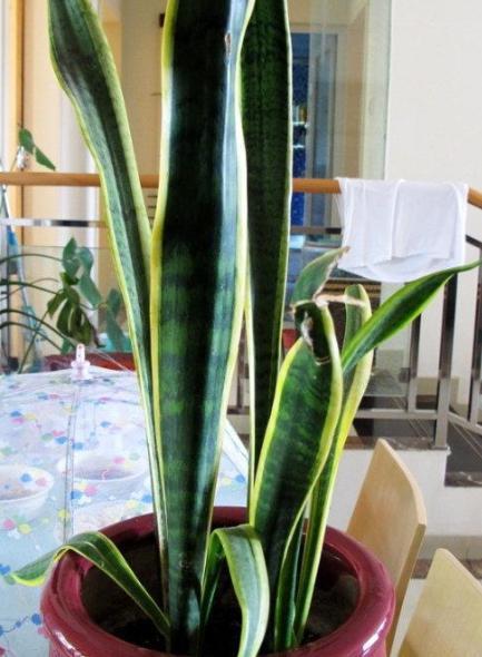 3种脾气很古怪的花,花盆越小长得越好,养护的人要注意