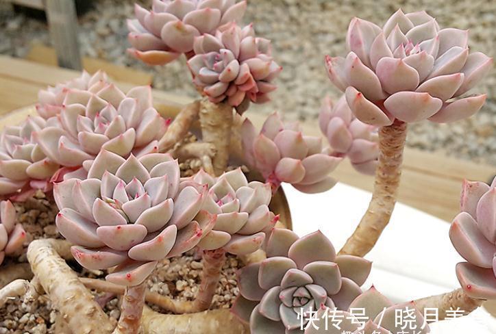 多肉红粉佳人看似普通,但我们要养出自信,因为它的老桩真的很美
