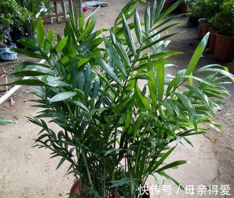 家里养4种观叶树,大气,档次,空气一级棒