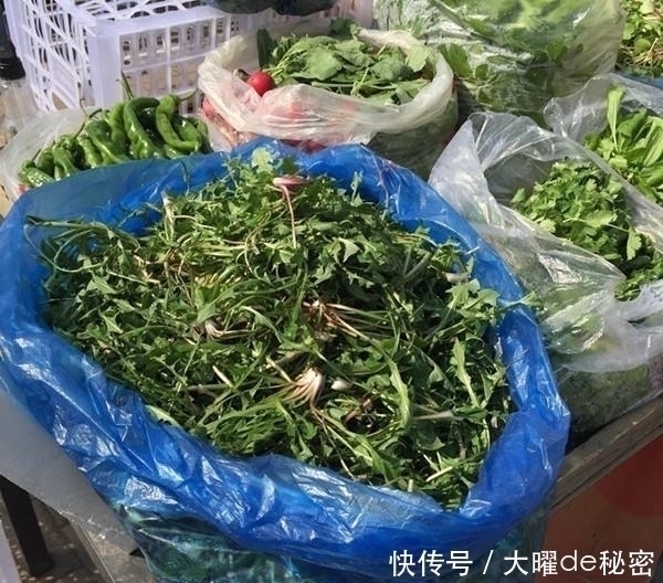 花百科|天冷就吃这种“野菜”，种子撒一把，30天长成一盆