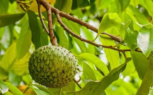 牛心果|想长寿要多吃,三种食物离不开,排毒养颜,增强体质!