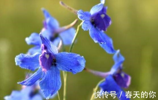 翠雀养家中,一点“垃圾”扔盆里,花朵似“鸟雀”,一开一大片