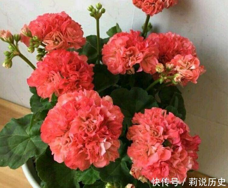 四季秋海棠|此几种花卉养在家里,一年开成瀑布花,美翻了