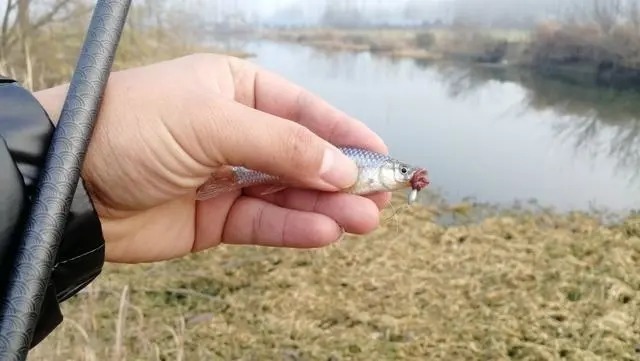 冬钓鲫鱼把握方法和时机,这4点就足够你狂拉大鱼,一定要记牢!