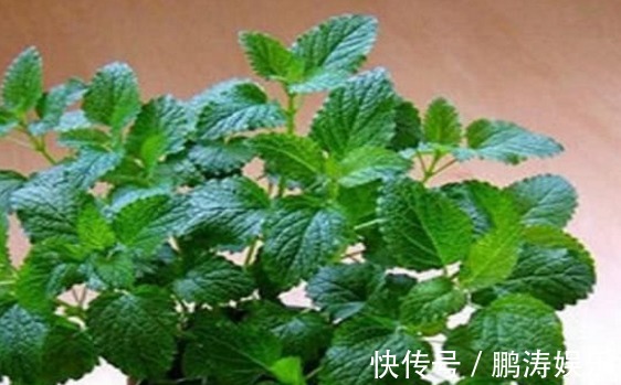 农村|农村这些野菜，家里可以种植，食用价值高，营养很丰富