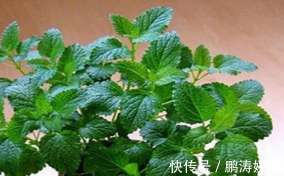 农村|农村这些野菜,家里可以种植,食用价值高,营养很丰富