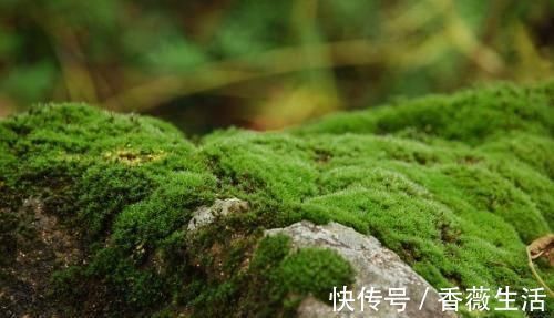 路边挖来的青苔,只需2个步骤,7天长成微景观,比买来的还漂亮