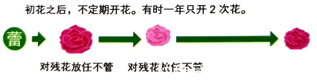 修剪是激活玫瑰“生长干劲”的开关,必备扭动开关小窍门!