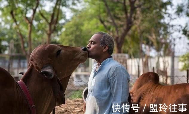 妻子|印度大叔抛妻弃子,花费17万和母牛举行婚礼,其中有何奥秘?