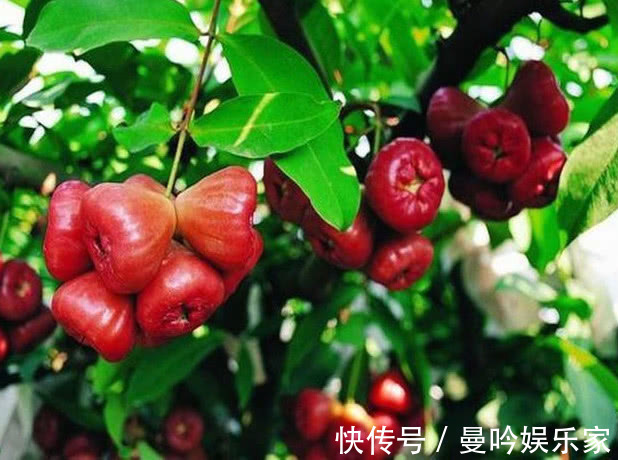 在家种莲雾,漂亮又好吃,红彤彤的果实,美味可口挂满树,真值!