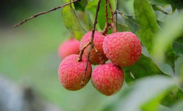 红枣|常吃这10种水果，一觉睡到天亮不失眠，省下无数补品钱